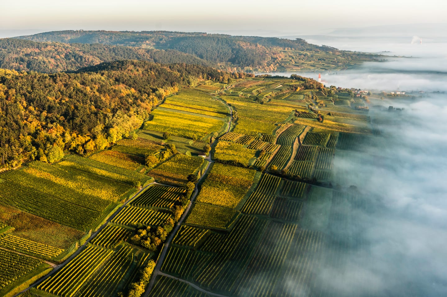 Reichersdorf im Traisental – Morgenstimmung mit Weinbergen im Herbst