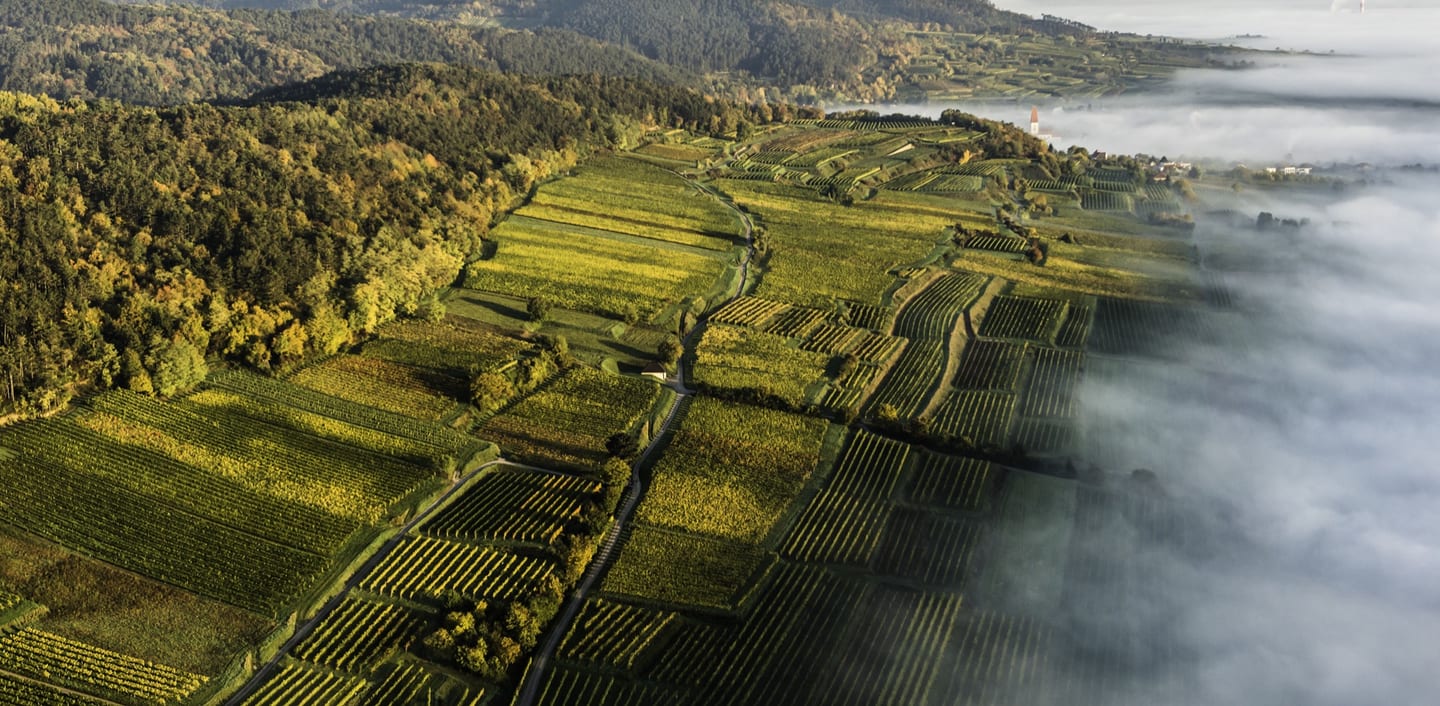 Termine – Weingut Siedler
