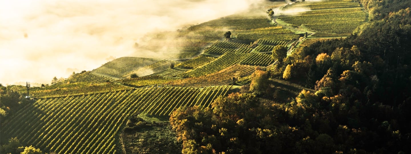 Das Weingut – Weingut Siedler im Traisental